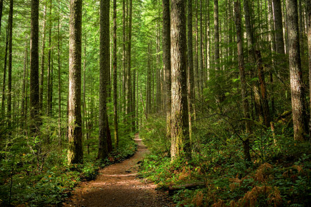 A dirt footpath winding between tall moss-covered evergreens in a sunlit forest